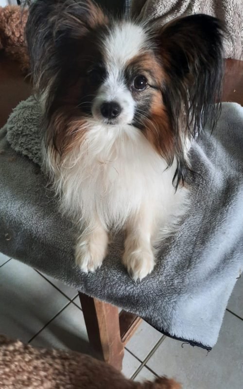Epagneul continental papillon mâle Samy du 19-02-2021