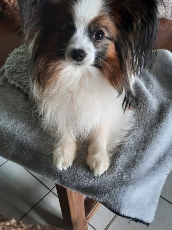 Epagneul continental papillon mâle Samy du 19-02-2021