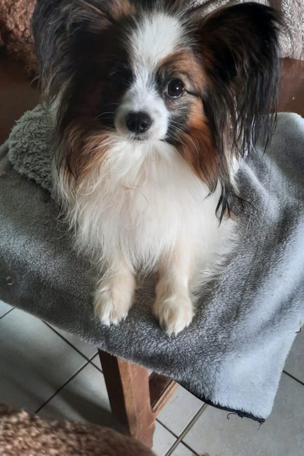 Epagneul continental papillon mâle Samy du 19-02-2021