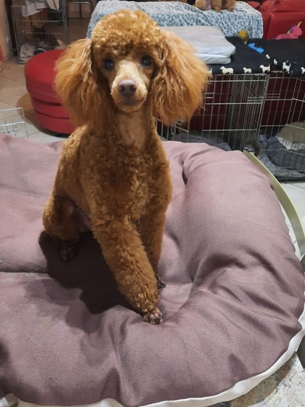 Ozzy du 14-09-2018