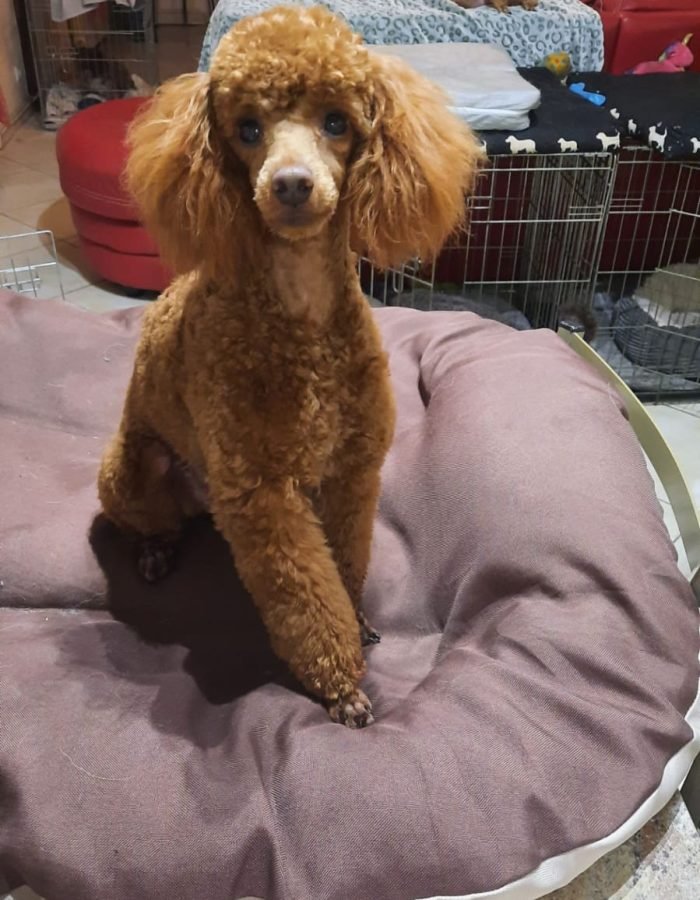 Ozzy du 14-09-2018