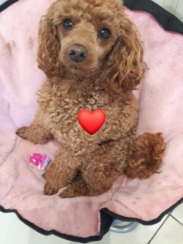 Ozzy du 14-09-2018