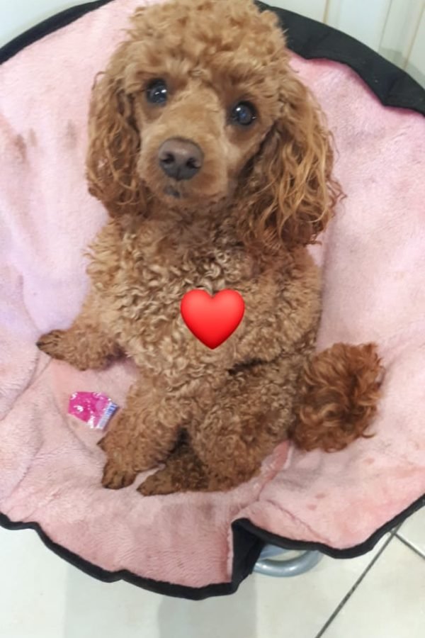 Ozzy du 14-09-2018