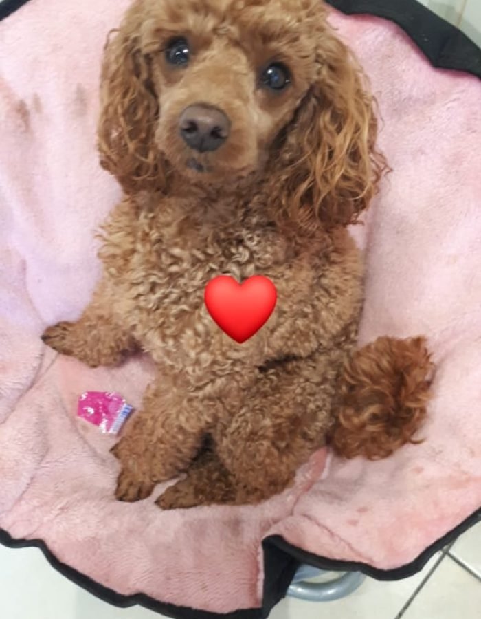 Ozzy du 14-09-2018
