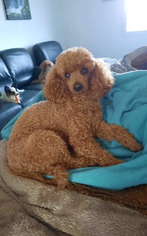 Ozzy du 14-09-2018