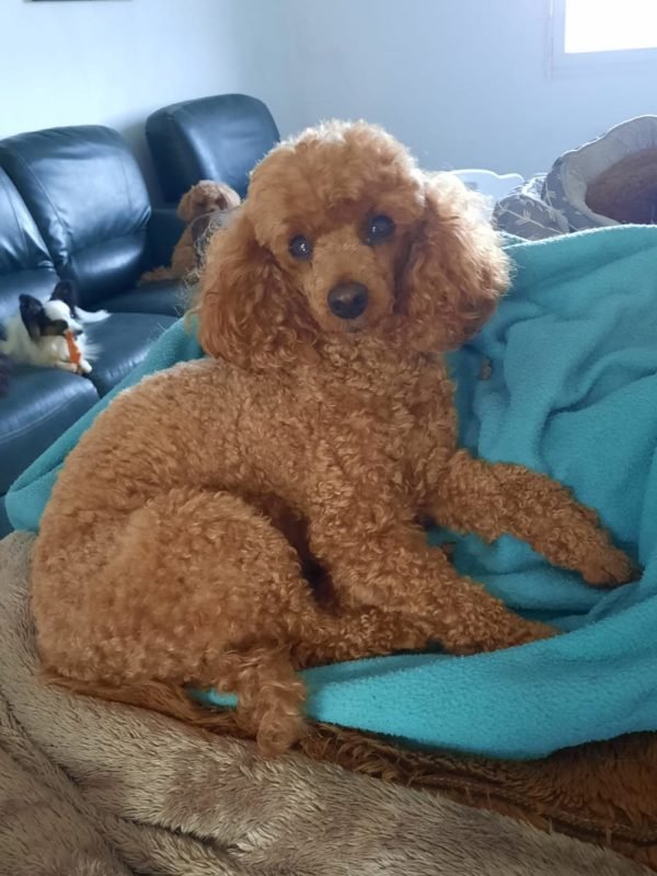 Ozzy du 14-09-2018