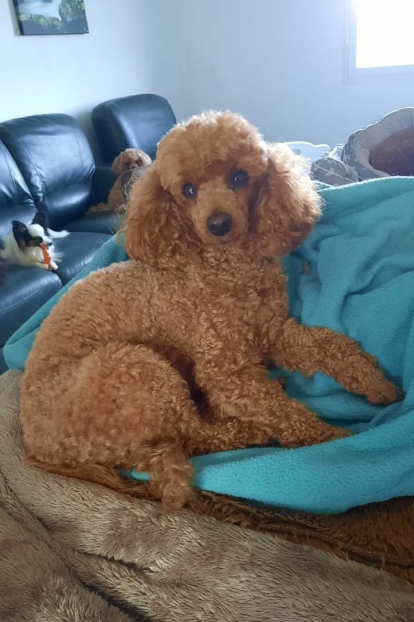 Ozzy du 14-09-2018