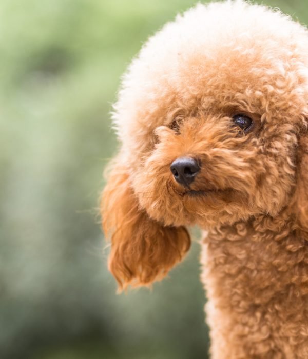 Toy Poodle On Grassy Field.