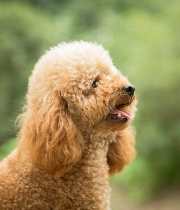 Toy Poodle On Grassy Field.
